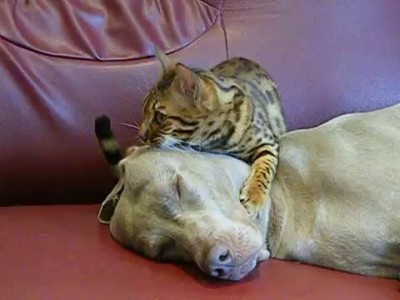 массаж головы