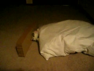 кот на тренировке в домашних условиях