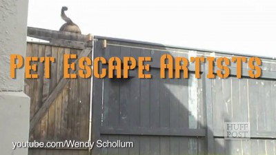 умные животые