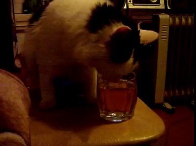 КОТ ФИЛЯ И ПИВО