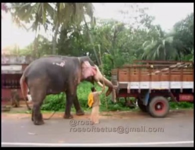 По городу слона возили