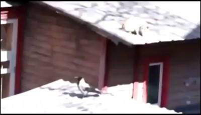 Кот ворона кот =