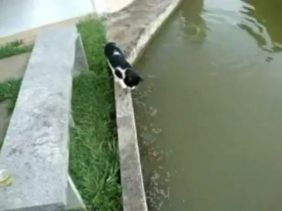 Cat caught a fish