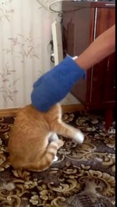 Кот атакует