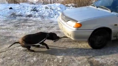 Собака тащит машину