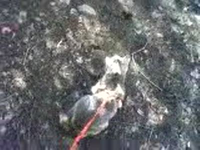 Черный (злой) кот