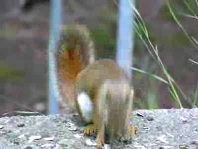 Икающая белка