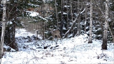 Смелый-малый...