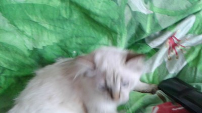 Ласковая кисонька