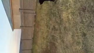 сбил собаку