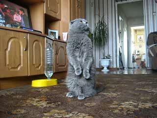 Дрессированный кот