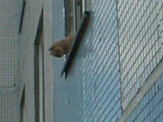 Любопытный Кот