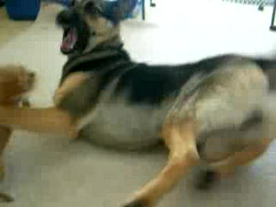 Большой напал на маленького