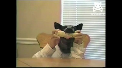 Собака с руками