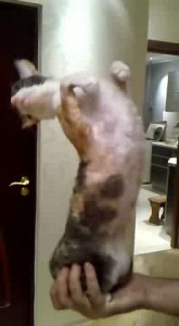 Цирковой кот