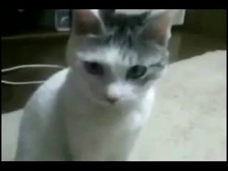 Что на самом деле увидел кот