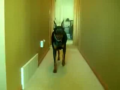 Доберман атакует