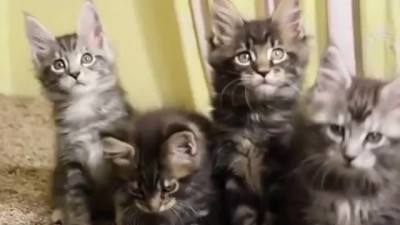 Милые котята внимательно наблюдают