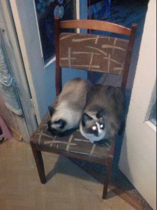 Враг не пройдет