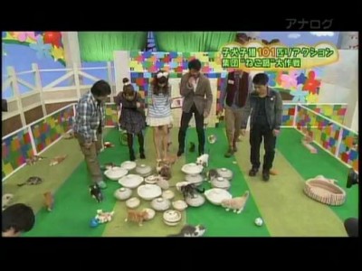 Японское кото-шоу