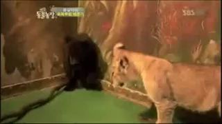 Медведь испугался