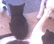 Мои животнаи