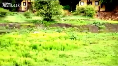 Львица и телёнок буйвола