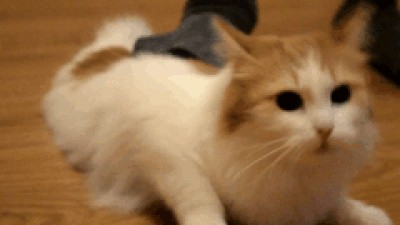 Кошачий оргазм
