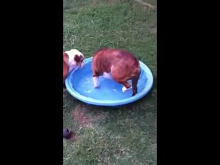 Упоротый пес