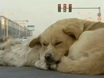 Сбита собака