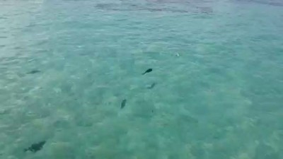 Stingray jumps onto ramp for food