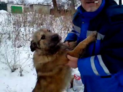 Мужик кормит собаку