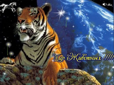 окно в мире животных