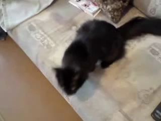 У КОШКИ СОБАЧЬИ ПОВАДКИ 