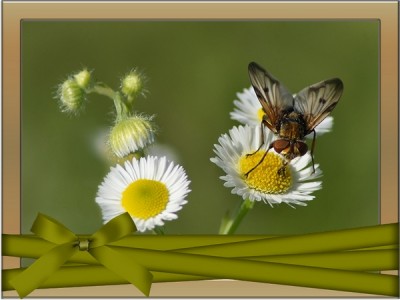 Хорошего денёчка