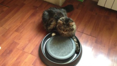 Которазвлекалка