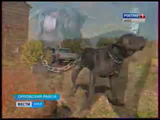 Вести_Орел_передержка домашних животных