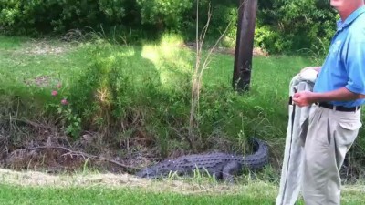 Gator attacks scientist from NC