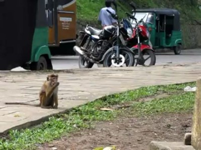 Monkeys of Sri Lanka