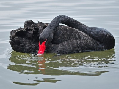 Борис Моисеев "Черный лебедь"