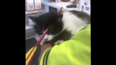 Кот и арбалет