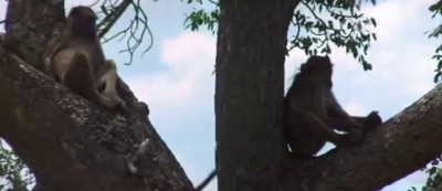 African Animals Getting Drunk From Ripe Marula Fruit