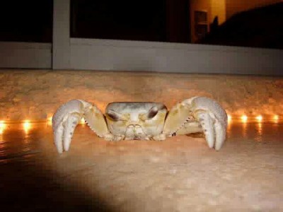 Крабоспорт