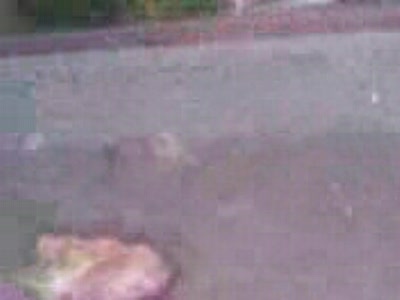 Муравьи и чипс