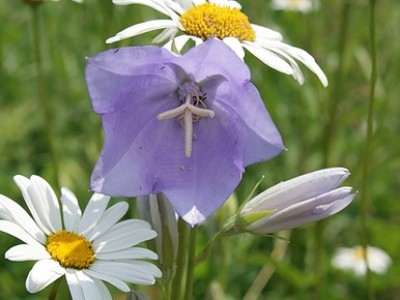 Белый день  "Ромашка"