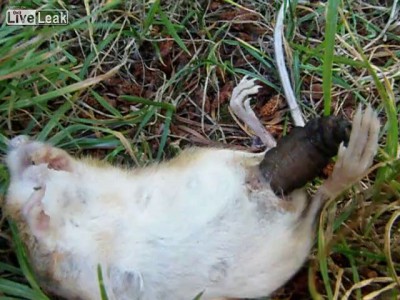 мышиные роды