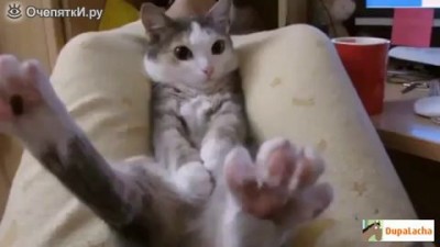 Прикольные котики...