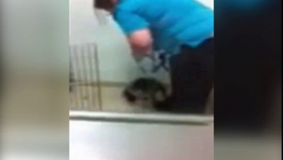 Ветеринара уличили в избиении собаки в клинике
