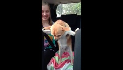 Танцующий чихуахуа