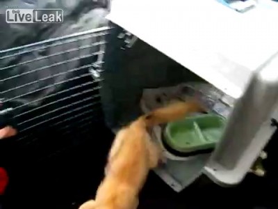 хорошая лисица и дружески собака